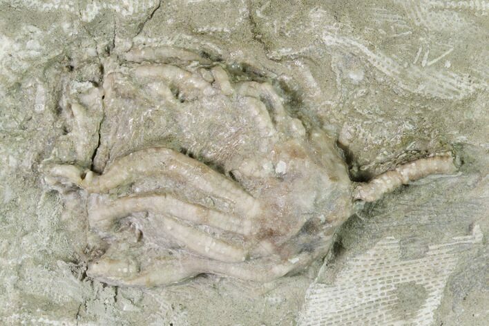 Fossil Crinoid (Dizygocrinus) - Missouri #148978